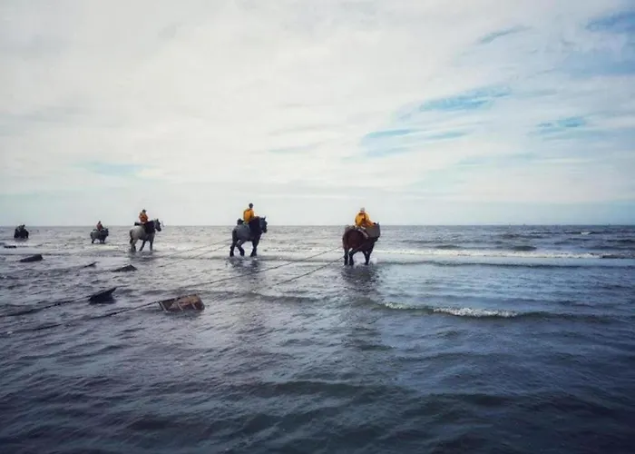 In Belgium Near Coastal Charm